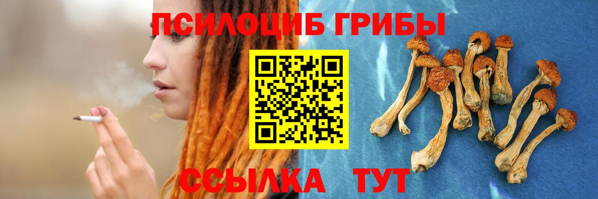 Псилоцибиновые грибы Psilocybe Камышин